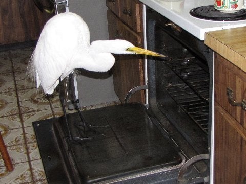 aa.jpg.de5d3d931ff10a7b06f521718468141b.jpg
